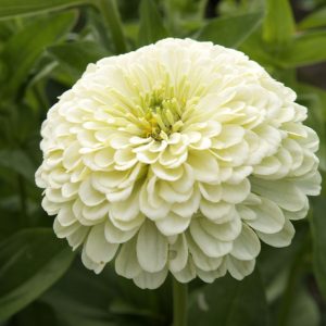 Vit zinnia