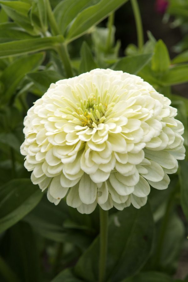 Vit zinnia