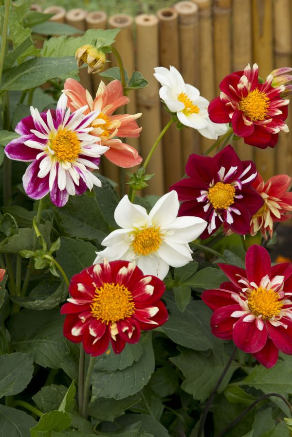 Dahlia Dandy