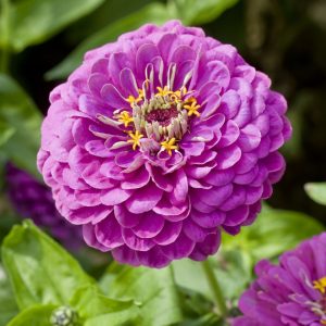 Zinnia lila