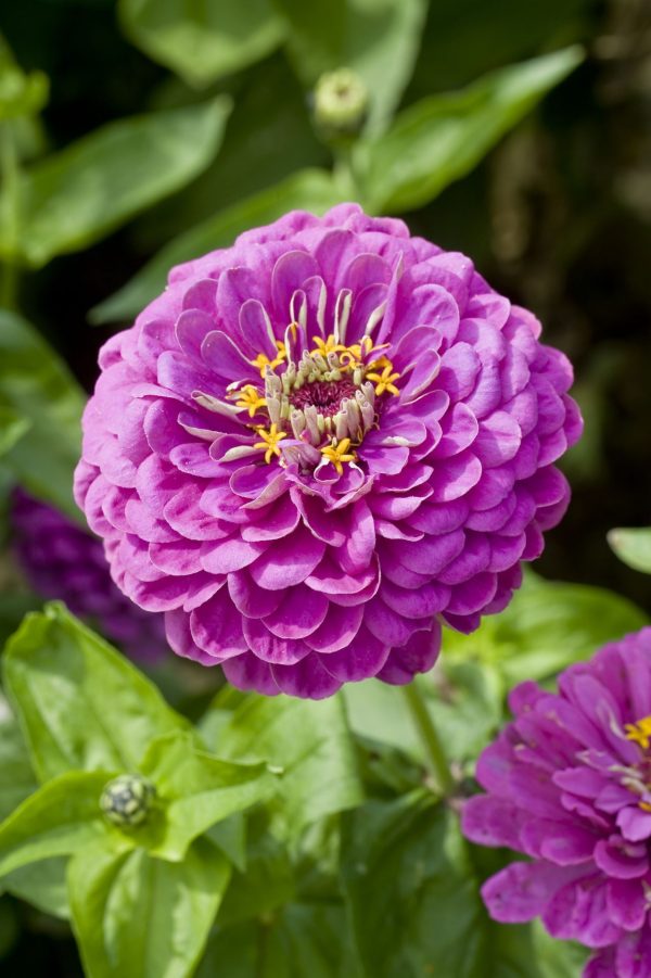 Zinnia lila